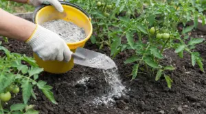 Una mano con guanto sparge cenere vicino a una pianta di pomodori in un orto