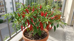 Pianta di peperoncini rossi in vaso su un balcone soleggiato