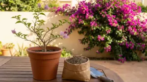Pianta di bouganville in vaso con pochi fiori accanto a un sacchetto di concime su un tavolo da giardino
