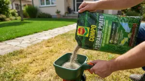 Una persona versa concime sul prato secco utilizzando uno spargitore manuale