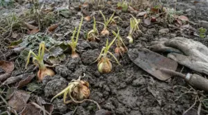 Piantine di cipolla in un terreno freddo e umido con guanti da giardinaggio e una paletta arrugginita