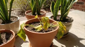 Pianta d'appartamento con foglie ingiallite in vaso all'aperto sotto il sole