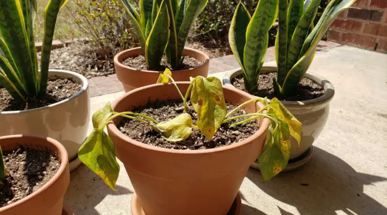 Pianta d'appartamento con foglie ingiallite in vaso all'aperto sotto il sole