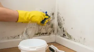 Persona con guanti gialli pulisce la muffa da una parete con una spugna e uno spray