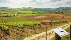 Vigneto e campi coltivati in collina con cartello di vendita e documenti su un tavolo, in un paesaggio rurale